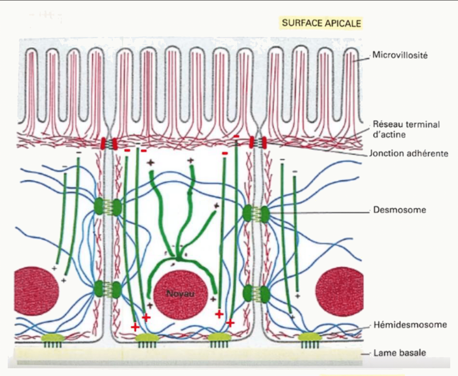 Cytosquelette d'une cellule épithéliale : microvillosités, réseau terminal, jonctions adhérentes, desmosomes et lame basale
