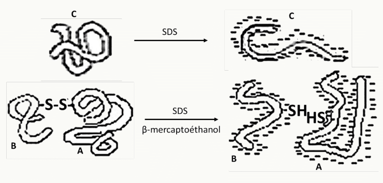 Dénaturation des protéines par le SDS et le β-mercaptoéthanol en chaînes linéaires chargées