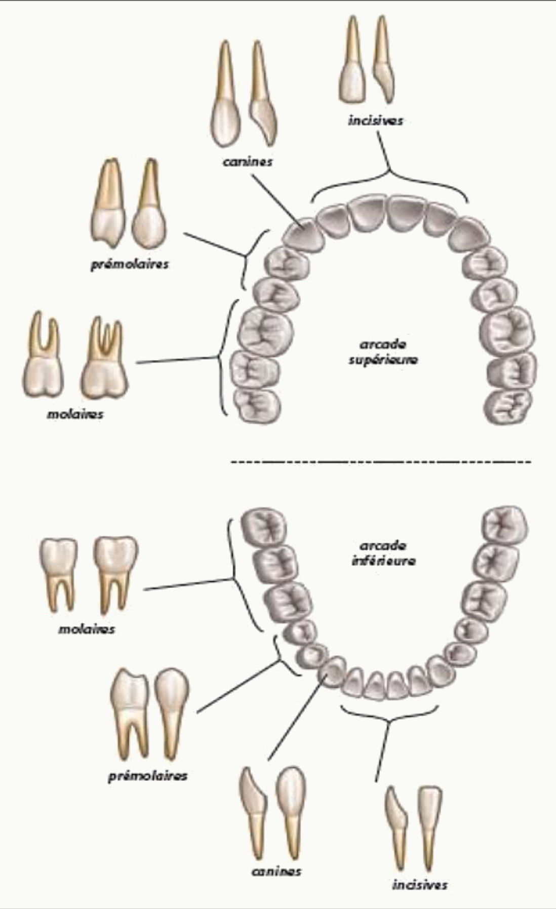 Dentition temporaire et dentition définitive et positions des germes dentaires