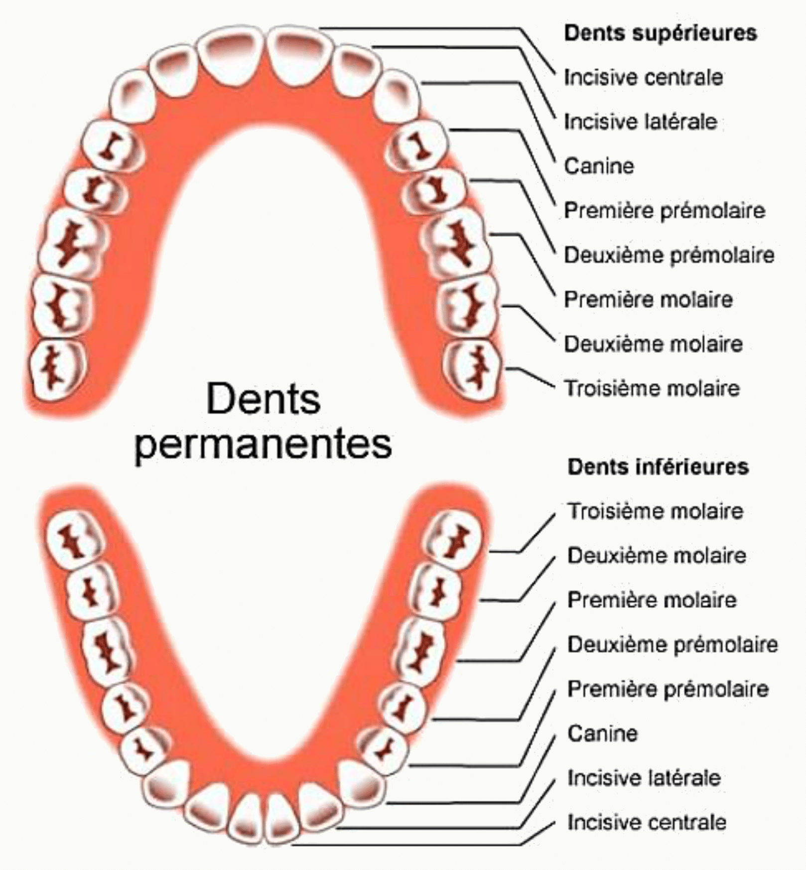 Denture permanente supérieure et inférieure avec le nom de chaque dent