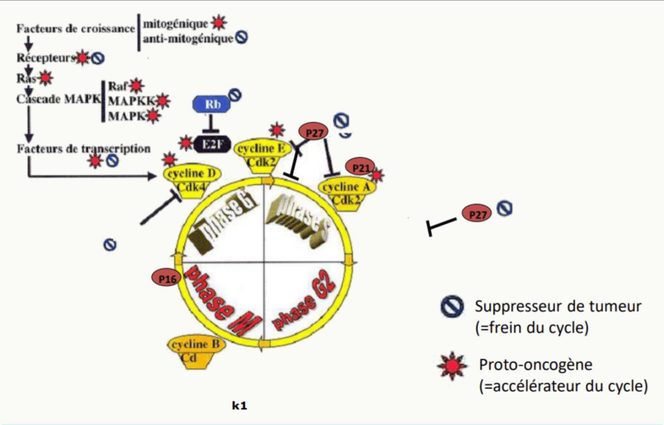 Dérèglement du cycle cellulaire et cancer : proto-oncogènes accélérateurs et gènes suppresseurs de tumeur