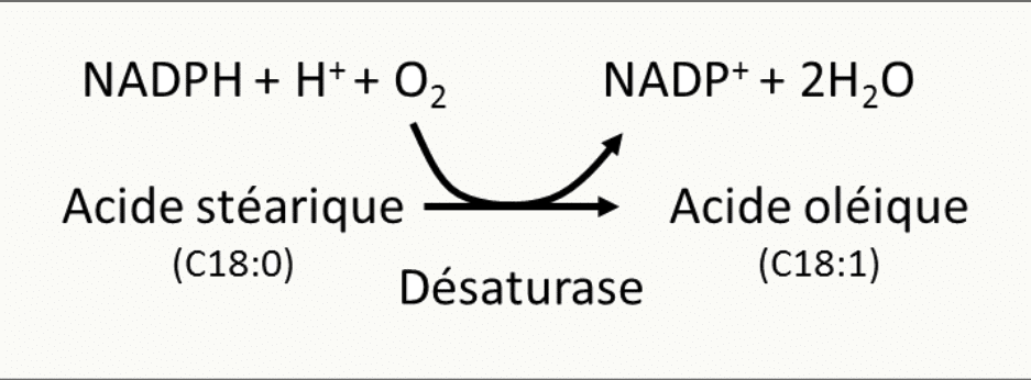 Action d'une désaturase transformant l'acide stéarique C18:0 en acide oléique C18:1