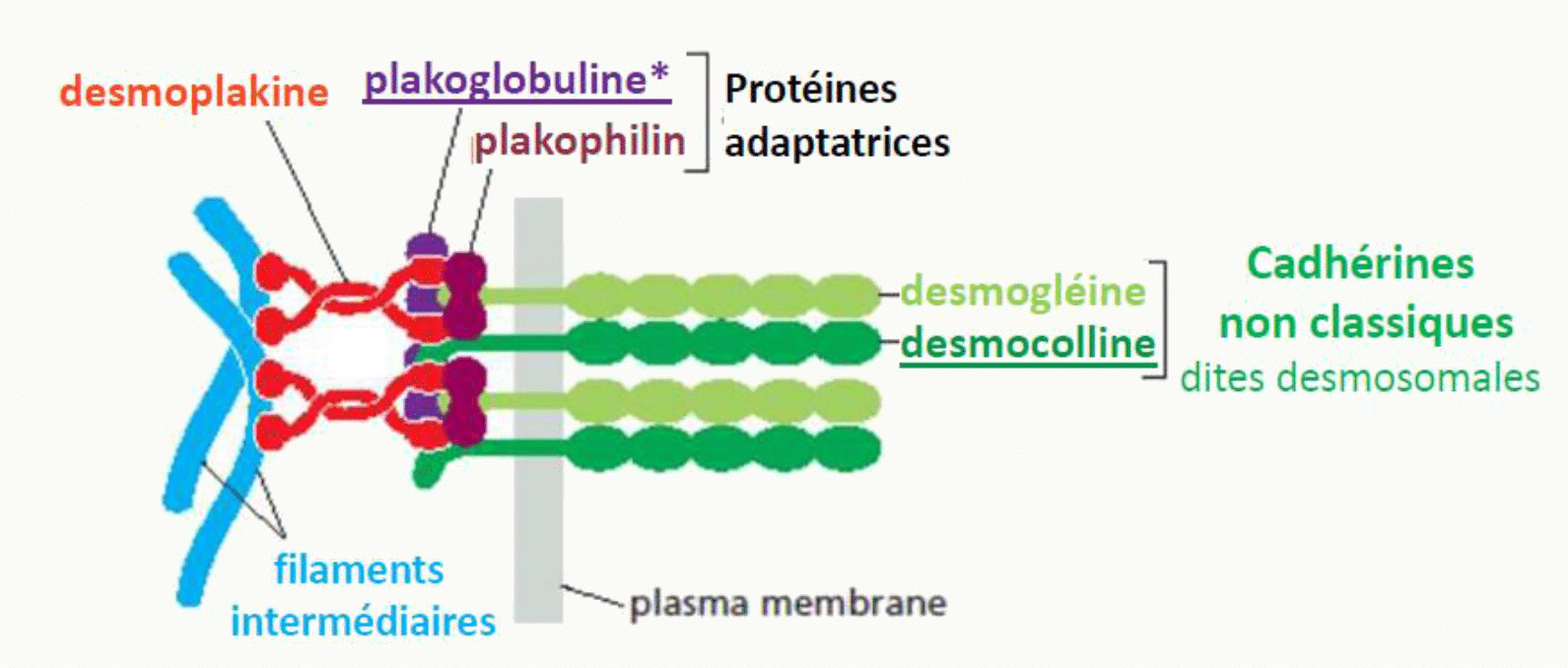 Desmosome avec desmogléine, desmocolline, plakoglobuline, desmoplakine et filaments intermédiaires