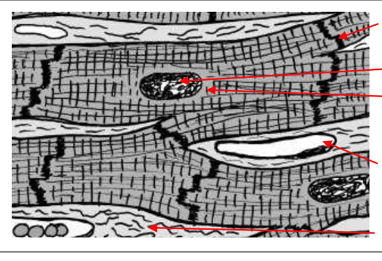 Cardiomyocytes ramifiés reliés par des disques intercalaires