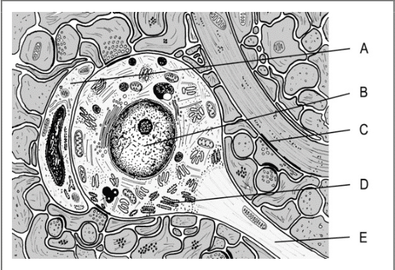 Oligodendrocyte myélinisant plusieurs axones du système nerveux central