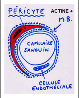 Péricyte contractile entourant un capillaire sanguin