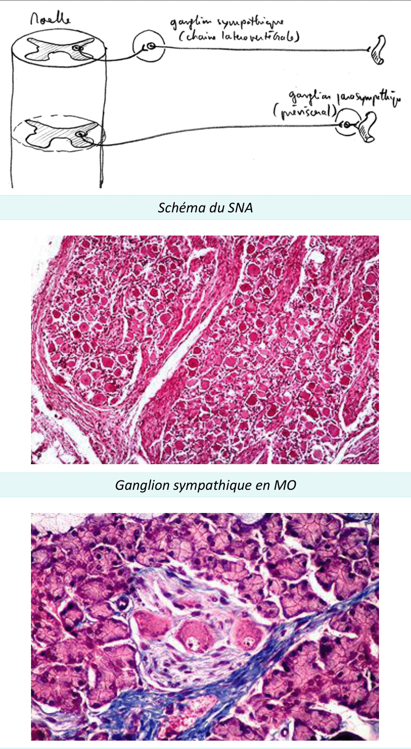 Ganglion sympathique du système nerveux autonome, en schéma et microscopie optique