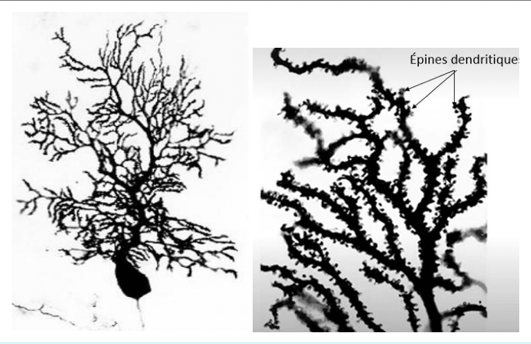 Arborisation dendritique et épines dendritiques d'un neurone (imprégnation de Golgi)