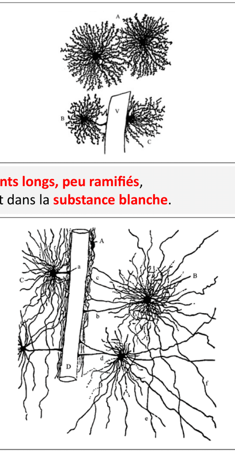 Astrocytes fibreux aux prolongements longs et peu ramifiés de la substance blanche
