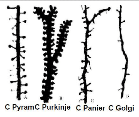 Épines dendritiques des cellules pyramidale, de Purkinje, en panier et de Golgi
