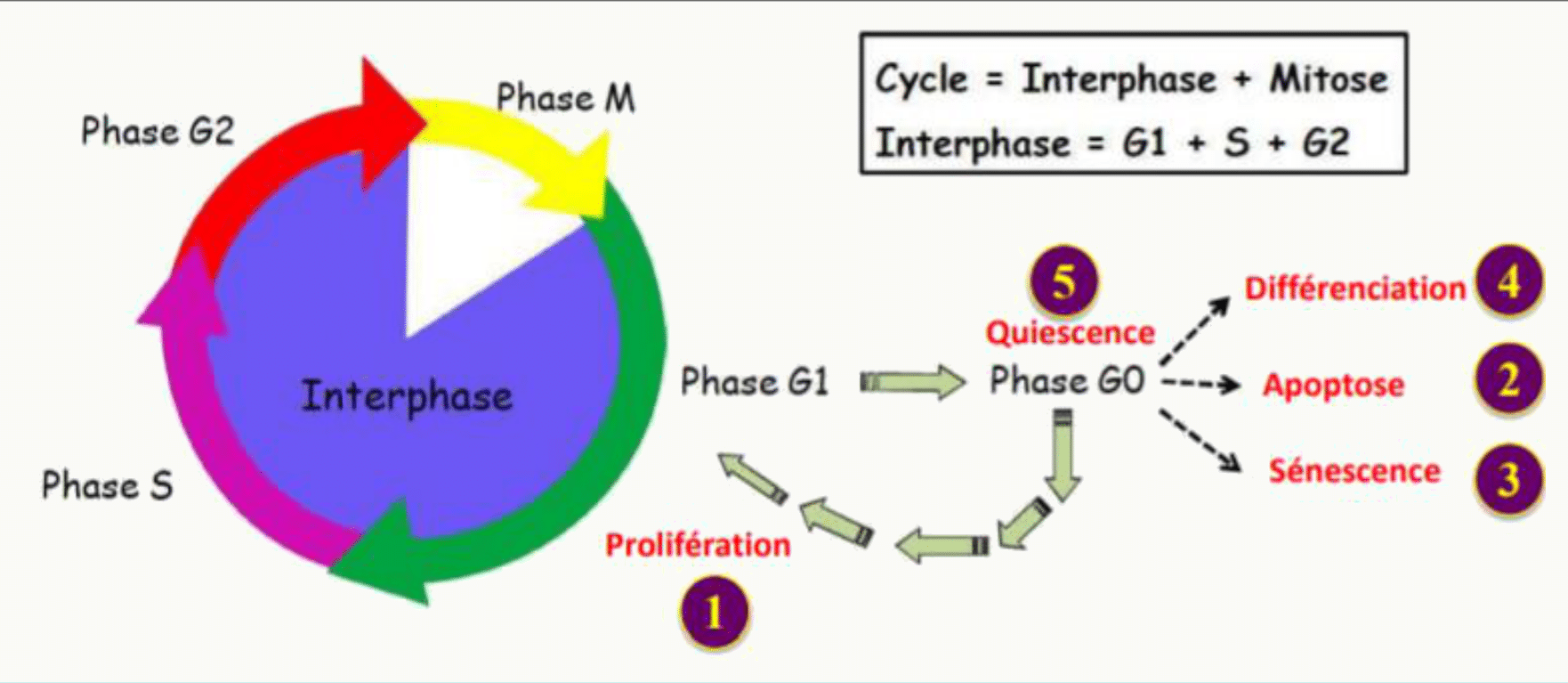 Destins possibles d'une cellule : prolifération, quiescence, différenciation, sénescence ou apoptose