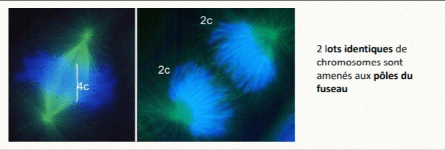 Deux lots identiques de chromosomes rassemblés aux pôles du fuseau