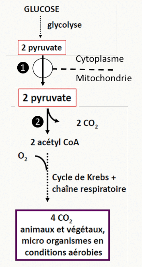 Devenir du glucose : glycolyse cytoplasmique puis entrée du pyruvate dans la mitochondrie
