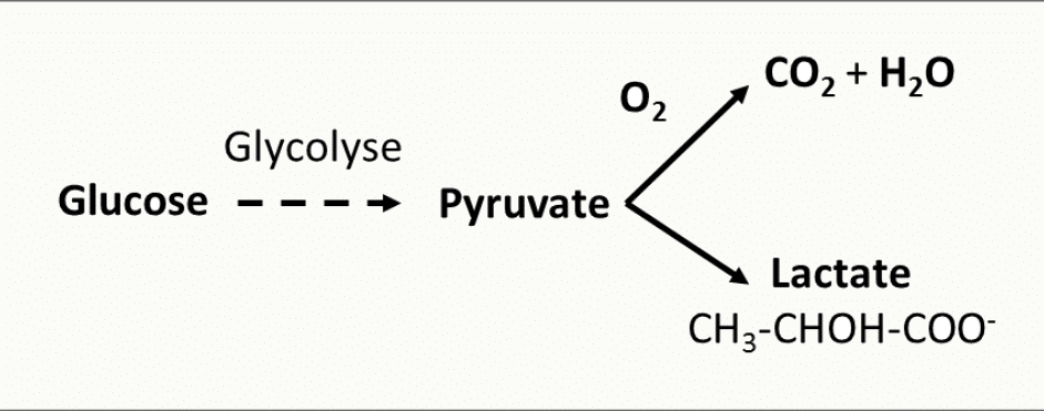 Les deux devenirs du pyruvate : oxydation complète en aérobiose ou réduction en lactate en anaérobiose