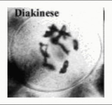 Diacinèse : chromosomes fortement condensés en fin de prophase I