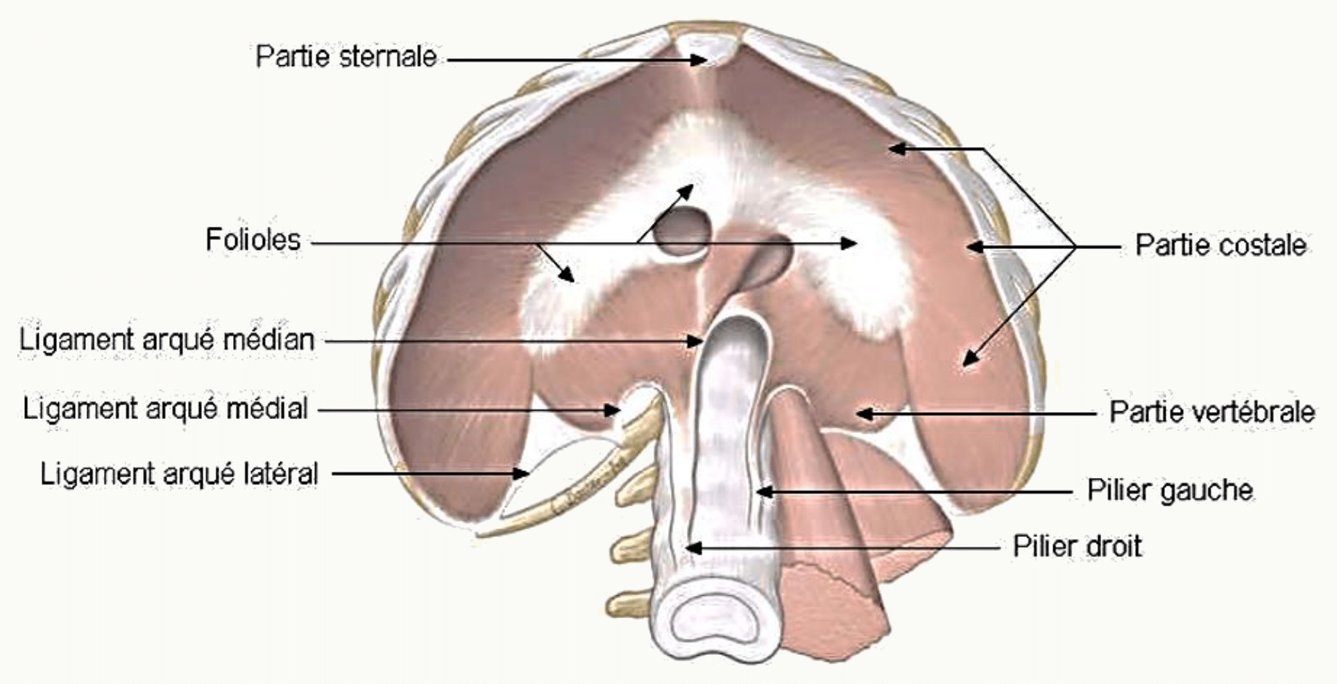 Diaphragme avec son centre tendineux à folioles, ses piliers et ses ligaments arqués