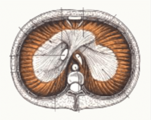 Muscle diaphragme vu par sa face inférieure, en coupole