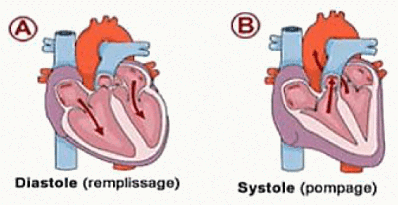 Diastole de remplissage et systole de pompage du cœur