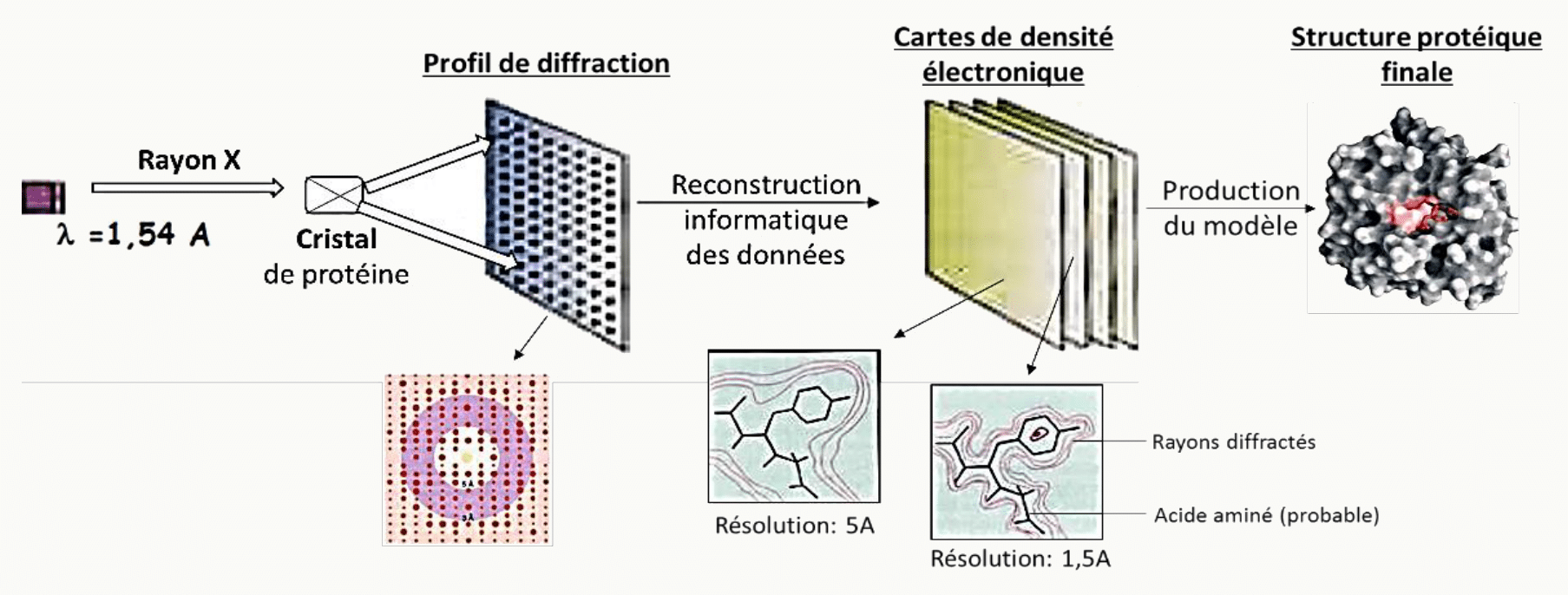 Diffraction des rayons X par un cristal de protéine, du profil de diffraction à la carte de densité électronique puis à la structure