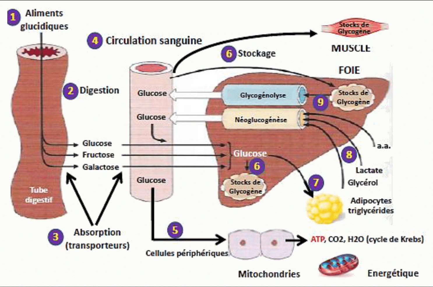 Digestion et devenir des glucides : absorption intestinale, foie, muscle et tissus périphériques