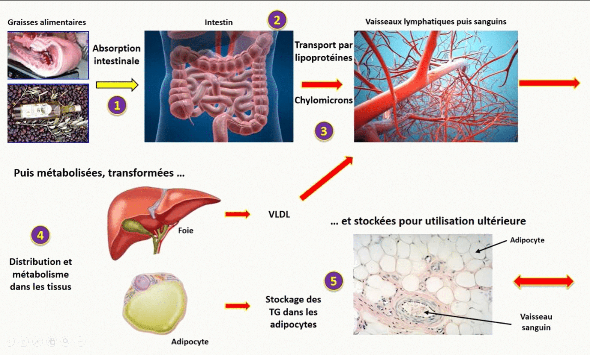 Digestion des lipides : sécrétion biliaire par le foie et la vésicule, action des enzymes dans l'intestin