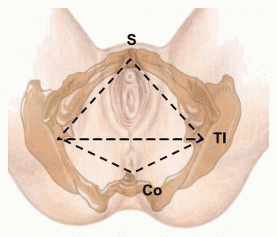 Périnée divisé en triangle uro-génital antérieur et triangle anal postérieur par la ligne bi-ischiatique