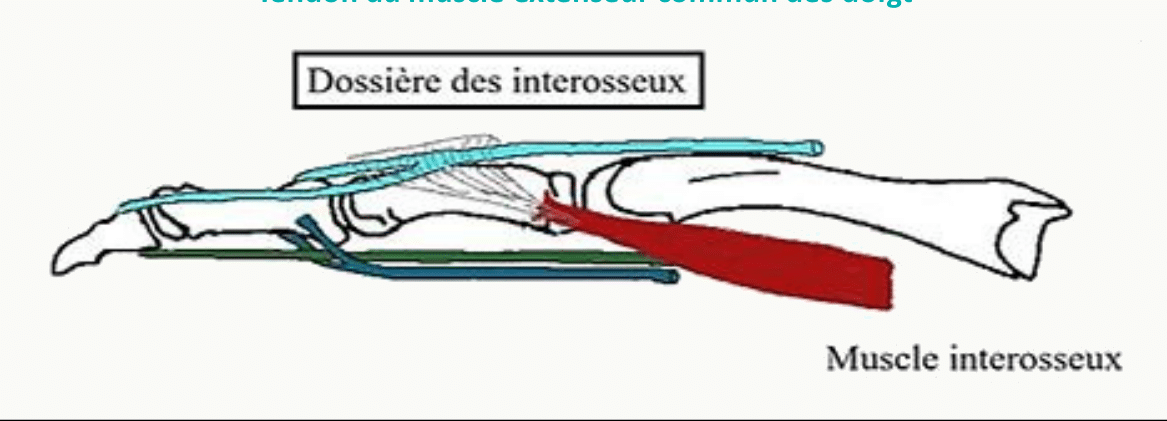 Dossière des interosseux et son insertion sur l'appareil extenseur du doigt