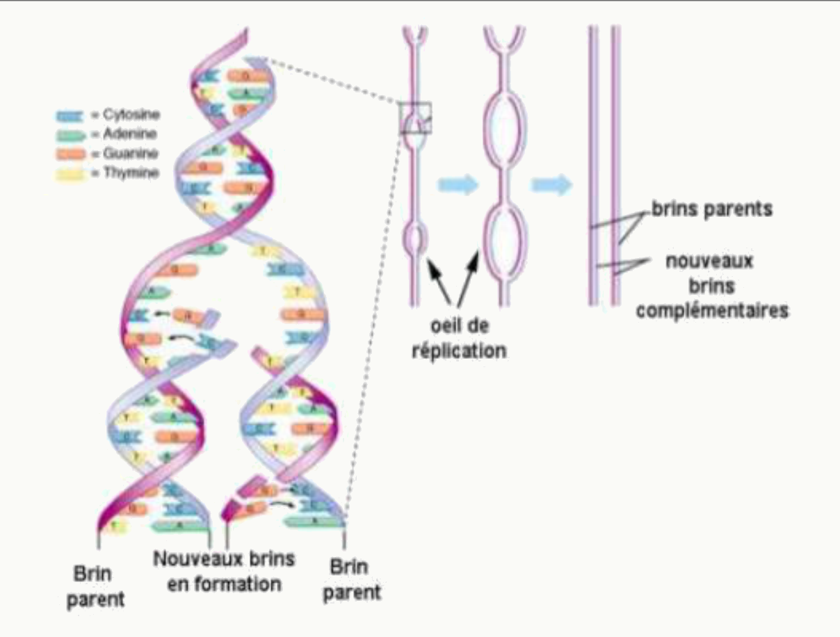 Double hélice d'ADN et œil de réplication avec ses brins parents et néoformés