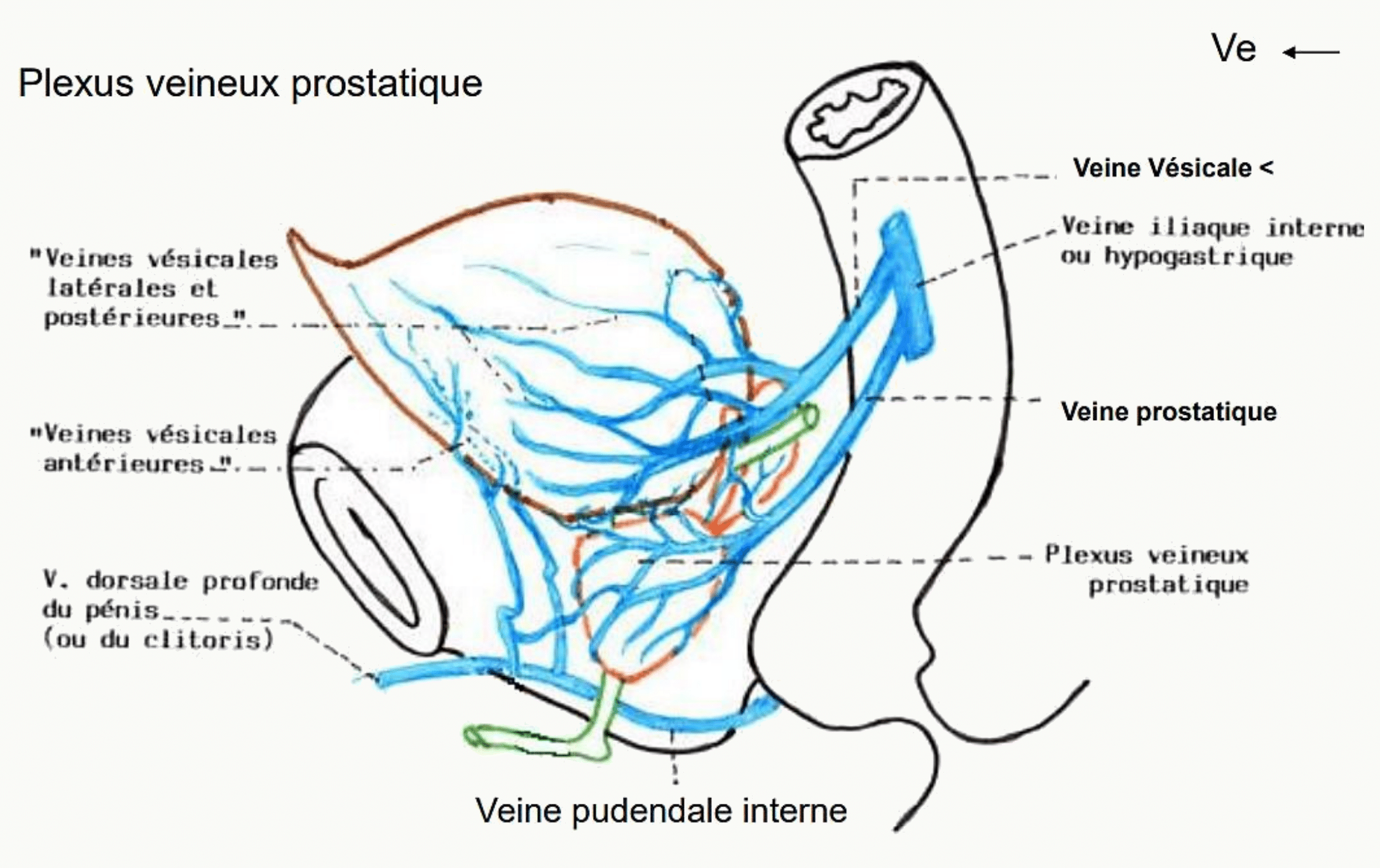 Drainage veineux de la prostate par le plexus prostatique et le plexus veineux périvésical