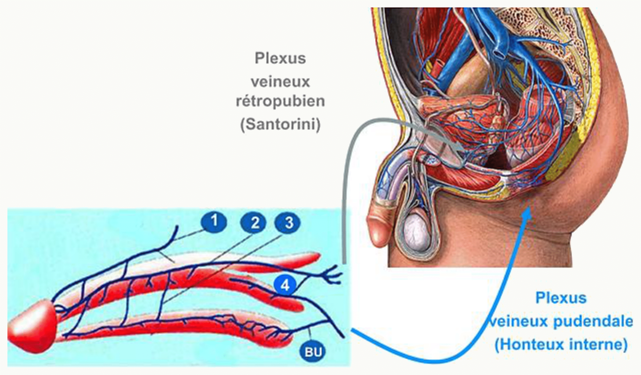 Drainage veineux du pénis par la veine dorsale profonde et le plexus veineux rétropubien de Santorini