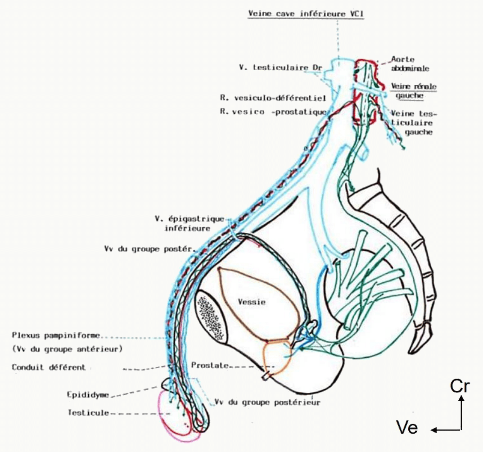 Drainage veineux par le plexus pampiniforme et drainage lymphatique lombo-aortique du testicule