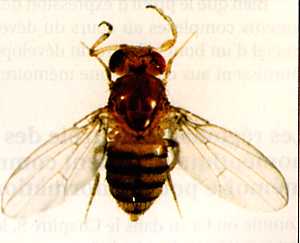 Mutant Antennapedia de la drosophile portant des pattes à la place des antennes, exemple de transformation homéotique