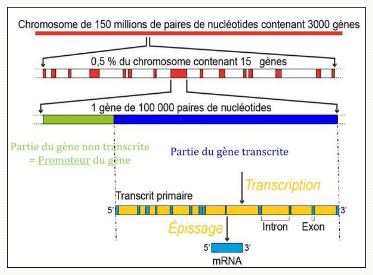Du chromosome au gène puis au transcrit primaire : introns et exons aboutissant à l'ARN messager