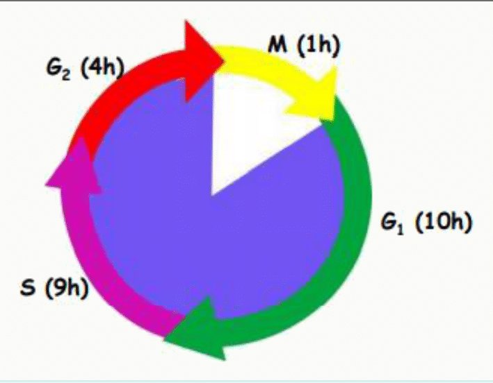 Durées respectives des phases du cycle : G1 de 10 h, S de 9 h, G2 de 4 h et mitose de 1 h