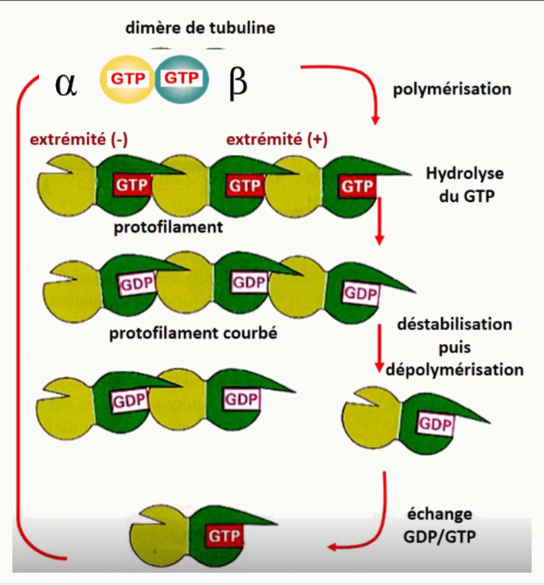 Dynamique du microtubule : polymérisation des dimères GTP, hydrolyse en GDP puis dépolymérisation