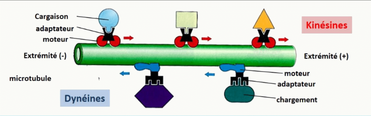 Dynéines et kinésines se déplaçant en sens opposés sur le même microtubule