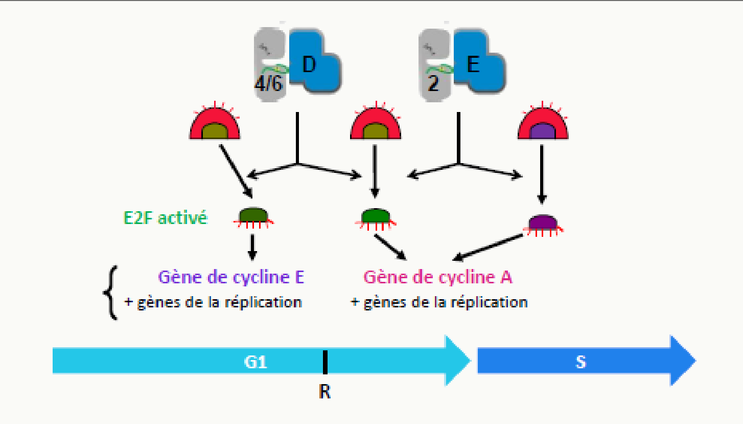 Facteur E2F actif déclenchant la transcription des gènes des cyclines E et A