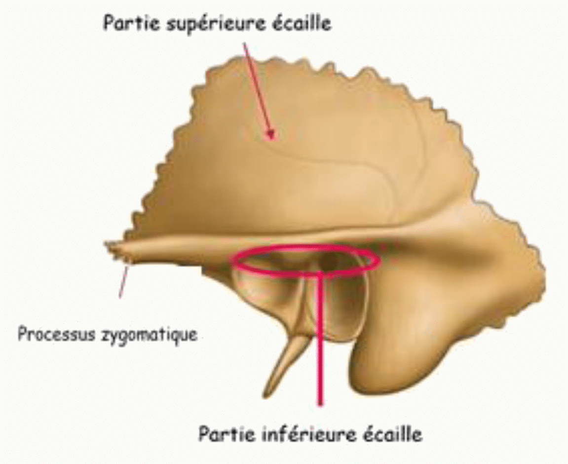 Écaille du temporal, ses parties supérieure et inférieure, et son processus zygomatique