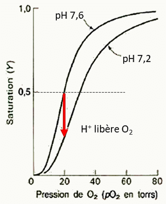 Effet Bohr : déplacement de la courbe de saturation de l'hémoglobine entre pH 7,6 et pH 7,2
