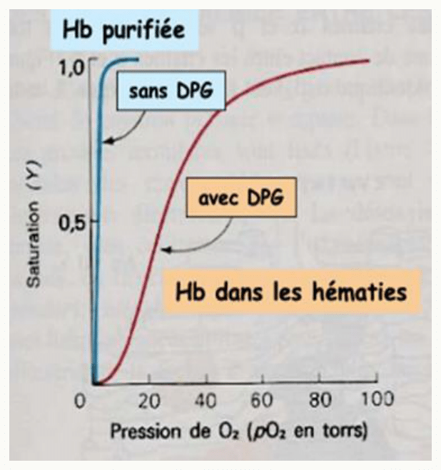 Effet du 2,3-DPG sur l'affinité de l'hémoglobine, comparée entre hémoglobine purifiée et hémoglobine des hématies