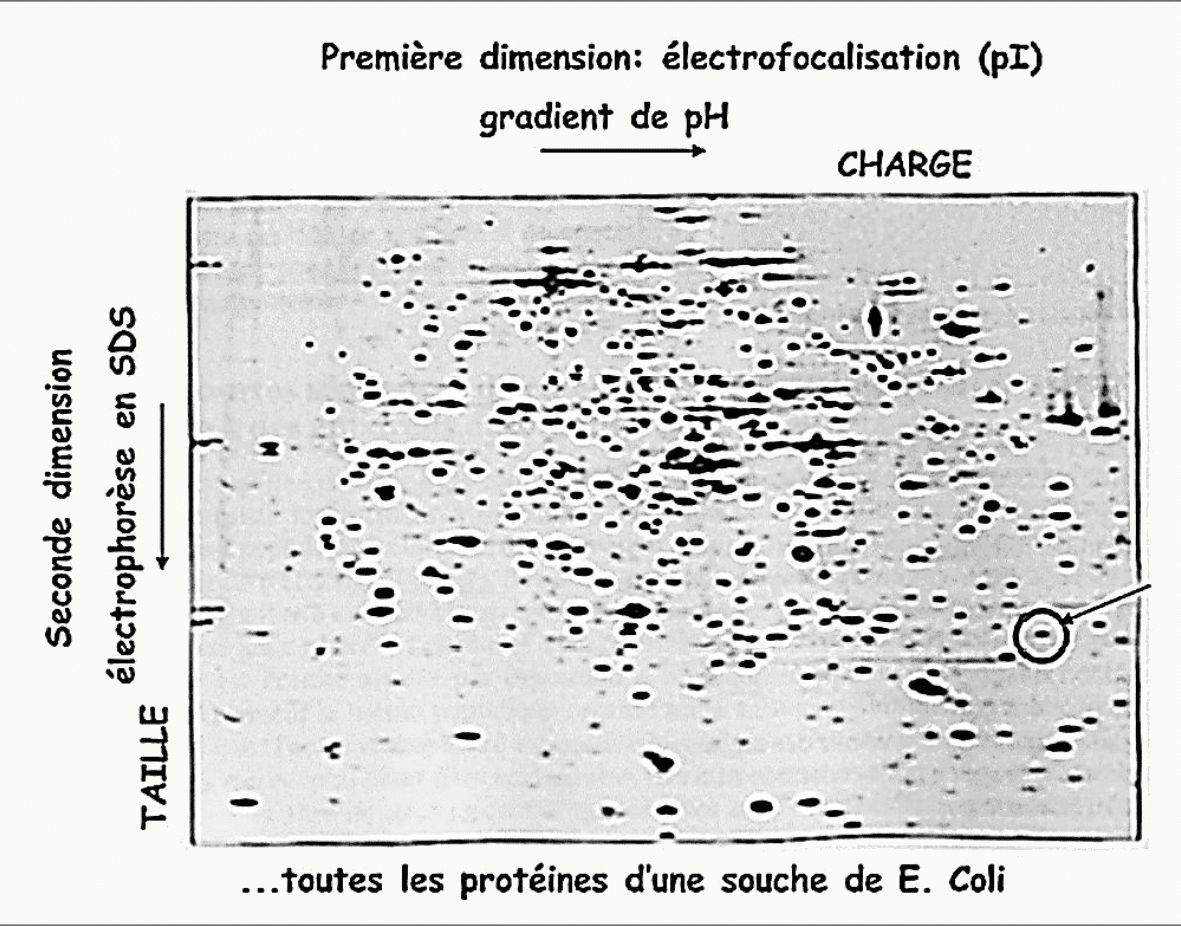 Électrophorèse bidimensionnelle croisant l'électrofocalisation selon le pI et la séparation selon la taille