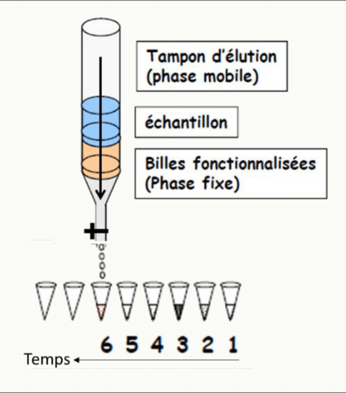 Élution d'une colonne de chromatographie et récupération des fractions successives
