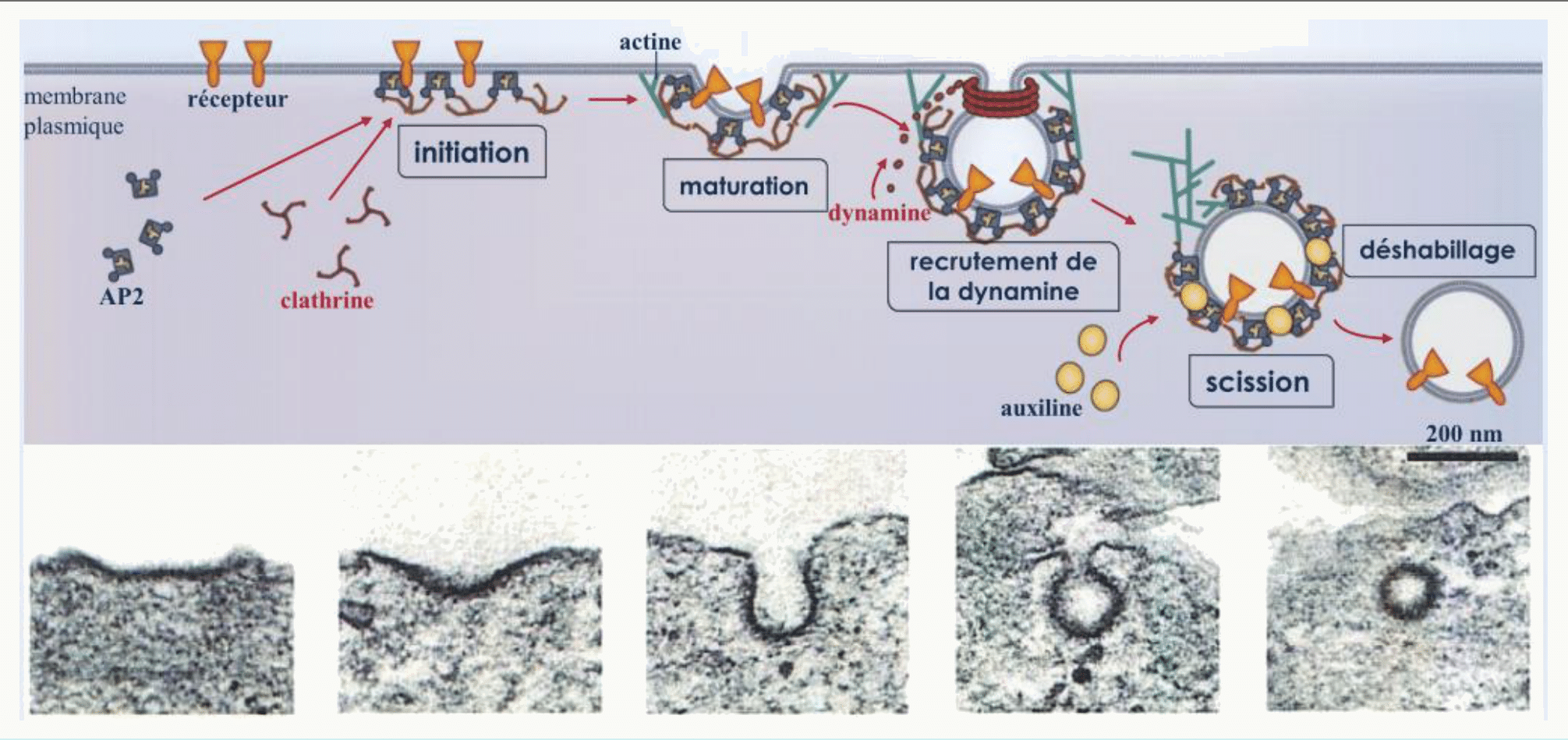 Étapes de l'endocytose dépendante de la clathrine, du puits recouvert au décapage de la vésicule