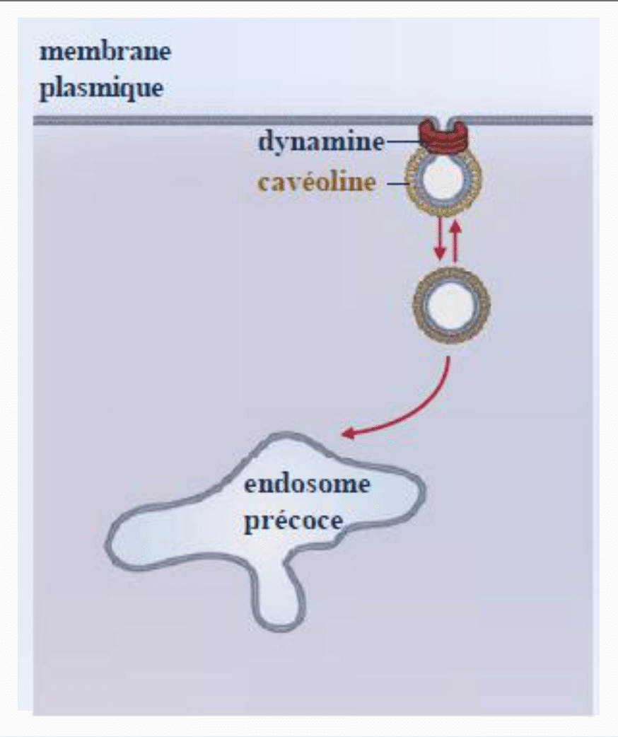 Endocytose par les cavéoles avec la cavéoline et la dynamine