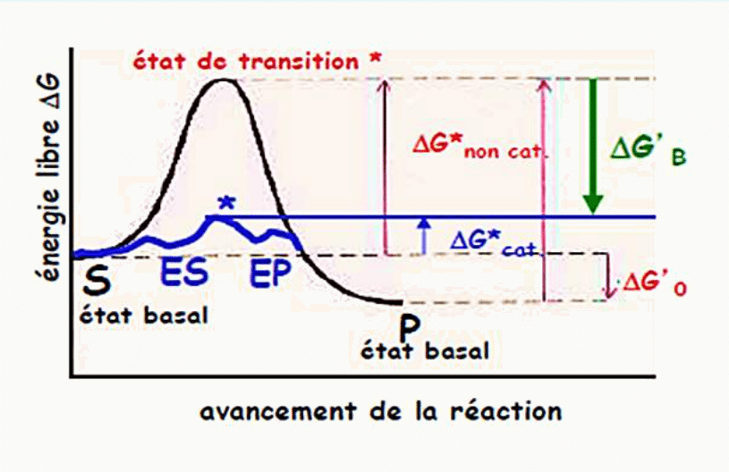 Diagramme d'énergie libre comparant la réaction catalysée et non catalysée, avec l'état de transition