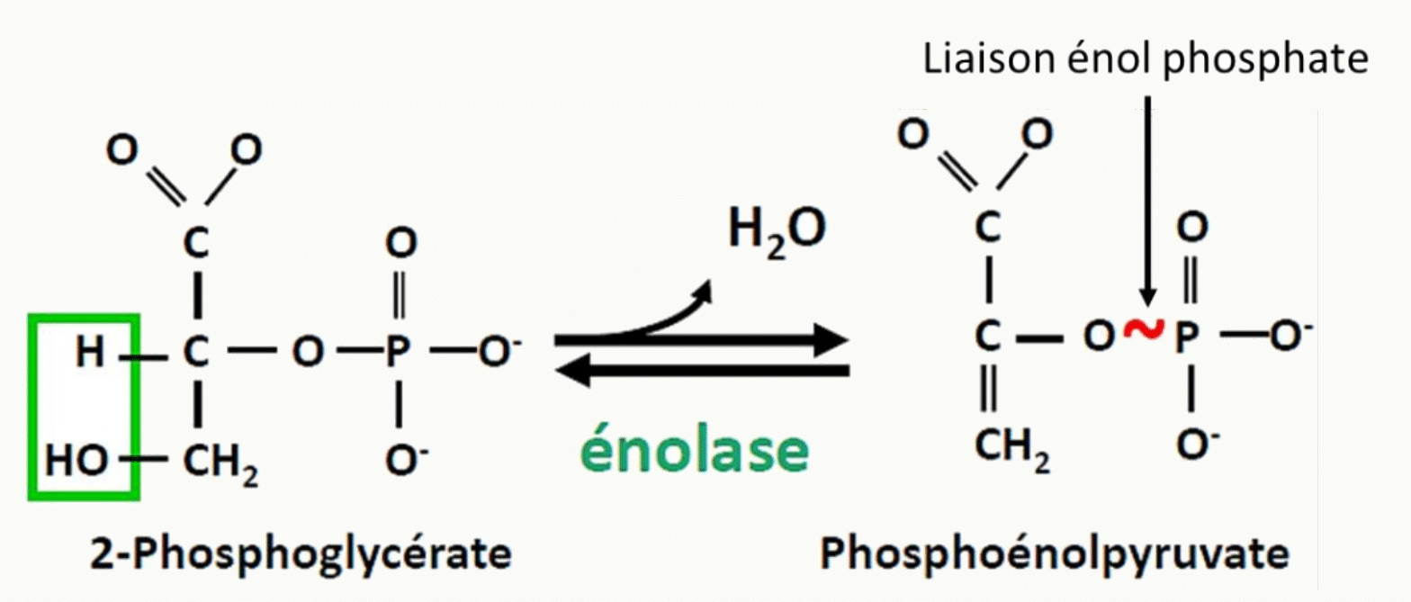 Déshydratation du 2-phosphoglycérate en phosphoénolpyruvate par l'énolase