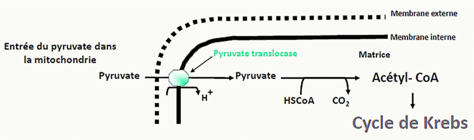 Entrée du pyruvate dans la matrice mitochondriale par la pyruvate translocase
