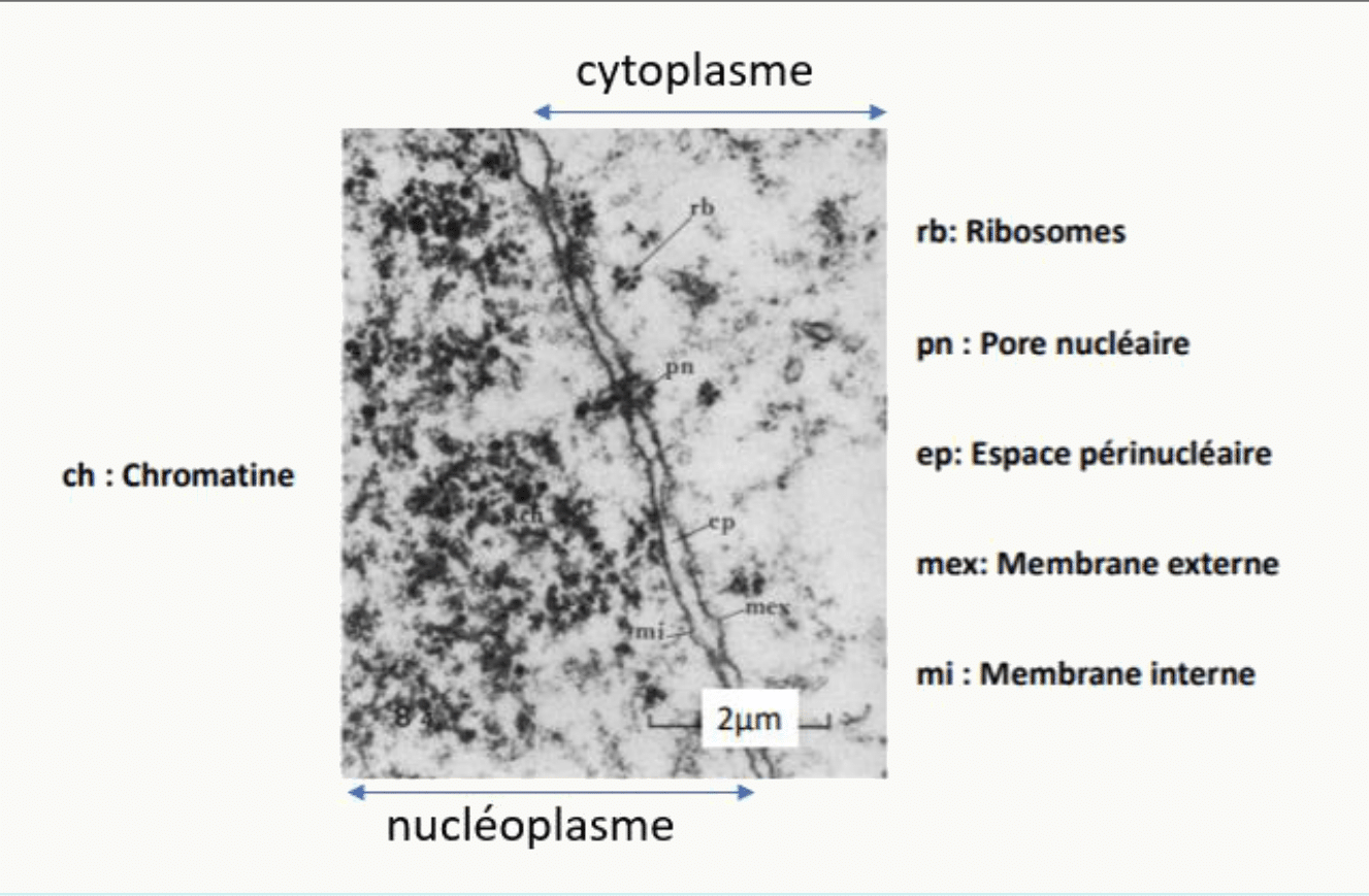 Enveloppe nucléaire au microscope électronique : membranes interne et externe, espace périnucléaire, pore et ribosomes