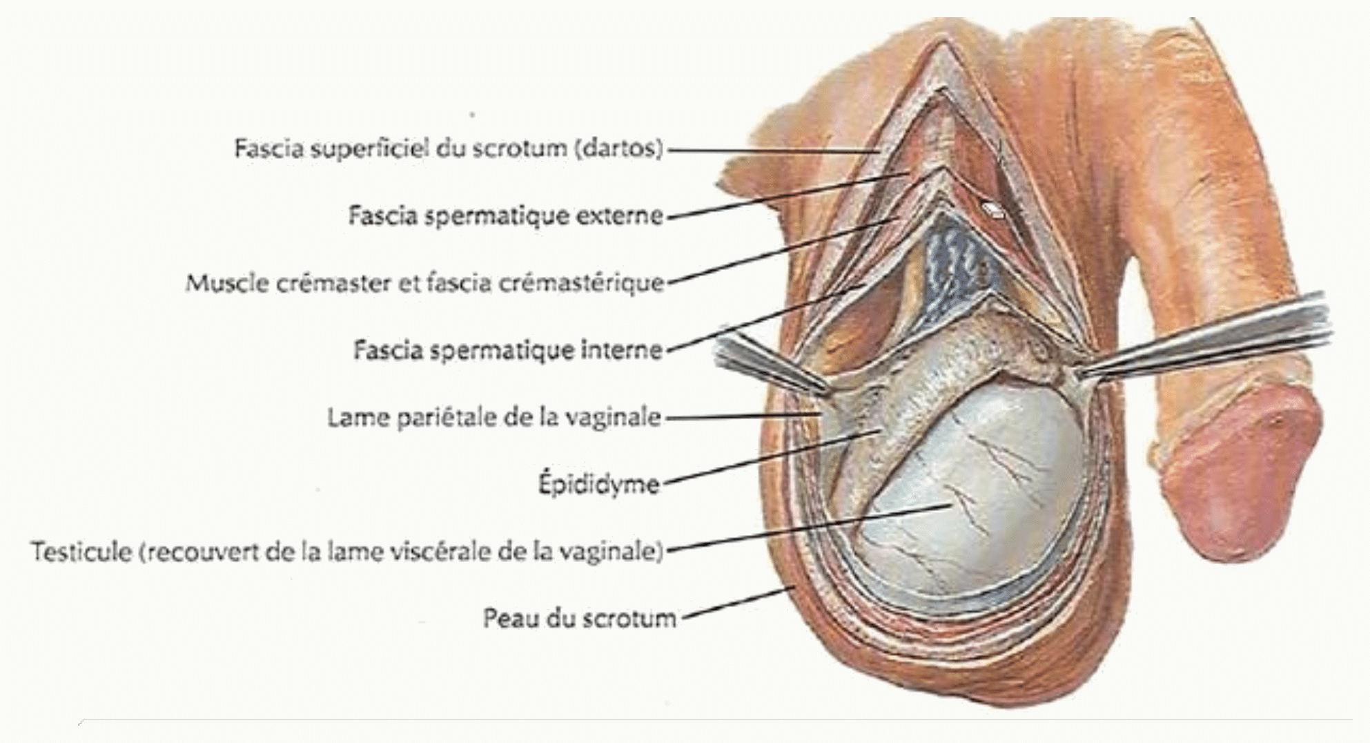 Enveloppes du scrotum et du testicule, du scrotum à la vaginale