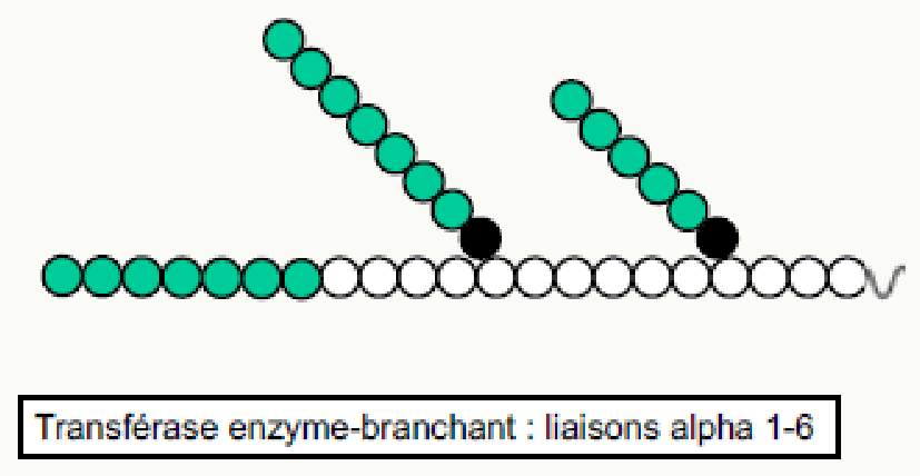 Enzyme branchante transférant un fragment de chaîne pour créer une liaison α1-6